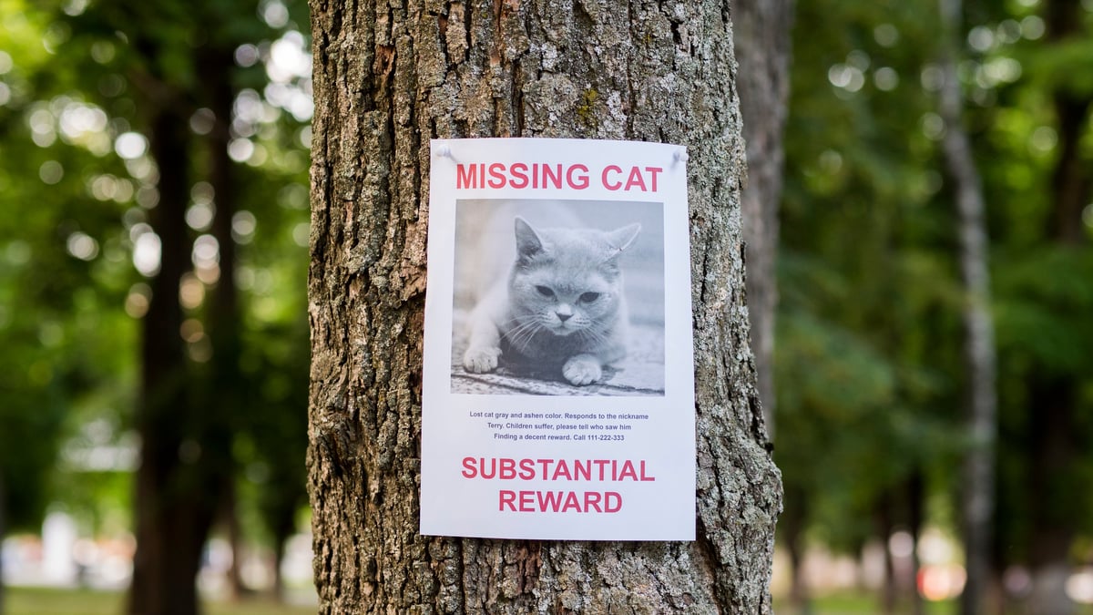 A missing cat notice tied to a tree in a park