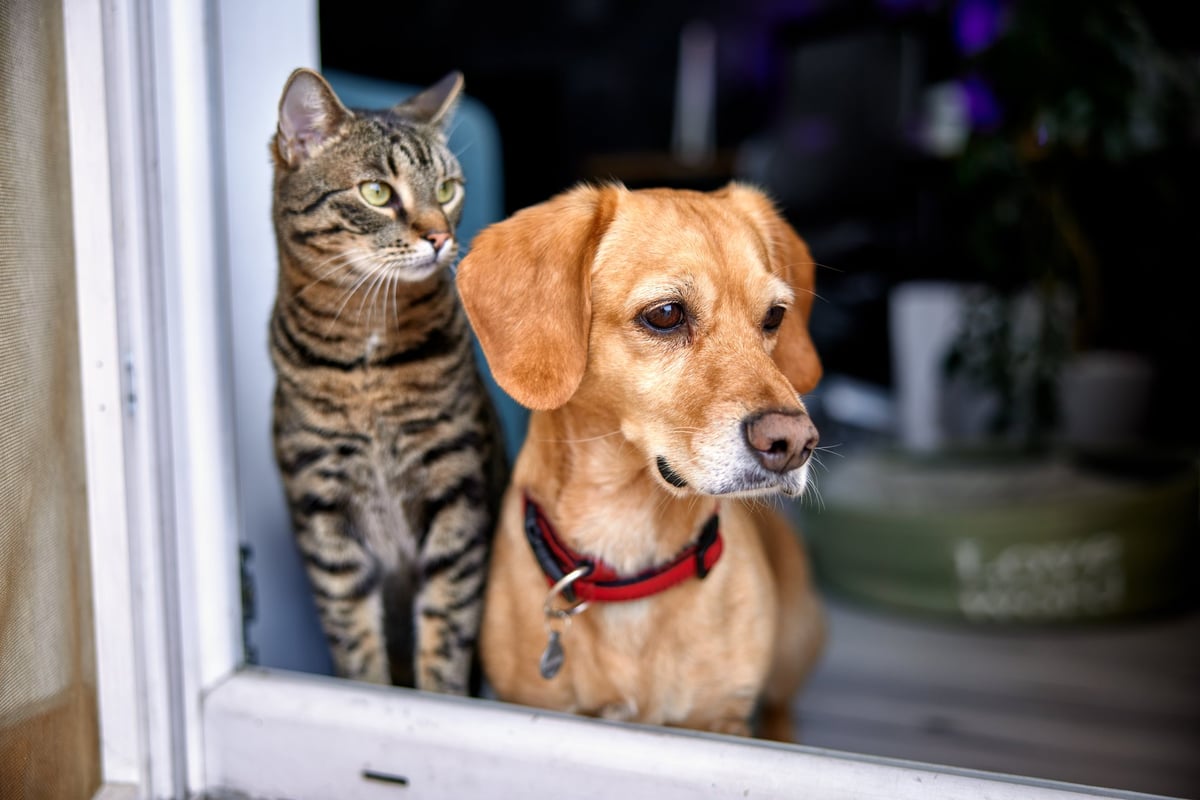 A dog and cat looking out of a window together