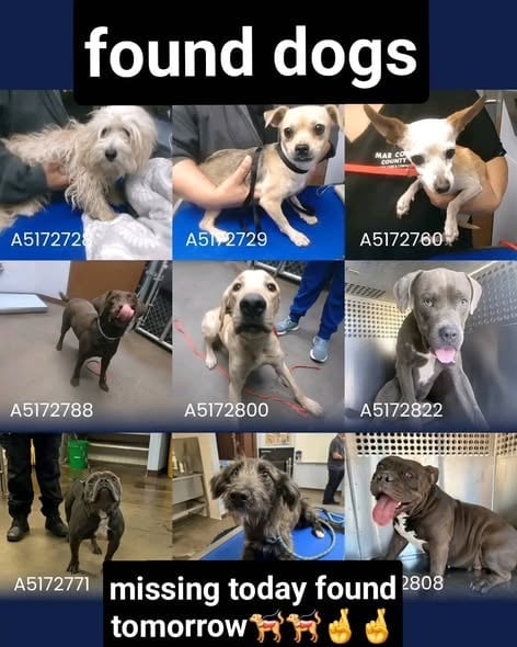 Grid of nine photos showing various lost dogs with ID numbers